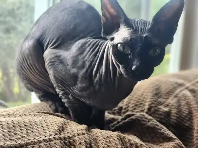 Female Sphynx, View more