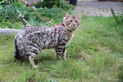 Longhair Bengal Kittens, View more