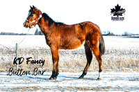 Fancy Bay Registered Paint Yearling Filly