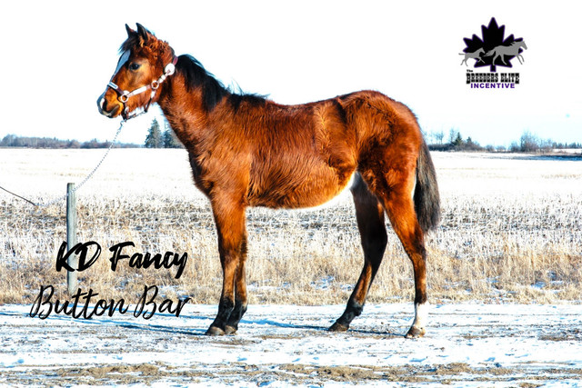 Fancy Bay Registered Paint Yearling Filly in Horses & Ponies for Rehoming in Edmonton