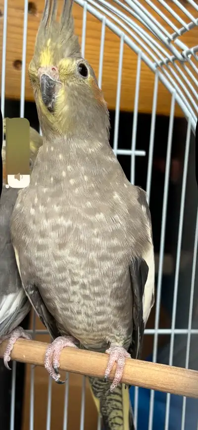Cockatiel female , View more