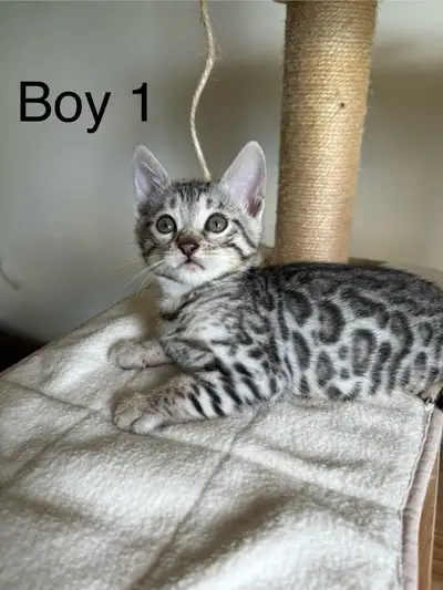 **Location: Richmond Hill, ON** We have 2 beautiful purebred rare silver Bengal kittens with stunnin...