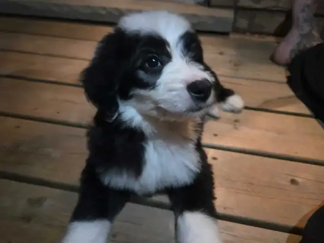 Sheepadoodle Puppies for sale, Cute, Smart, Family raised dogs. in Dogs & Puppies for Rehoming in Barrie - Image 5