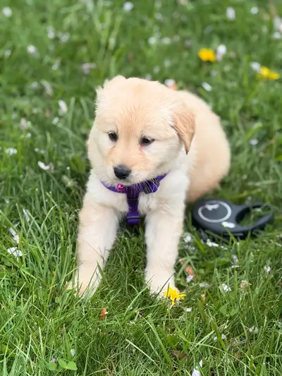 This adorable golden retriever puppy is looking for a new home! It is energetic, playful, and absolu...