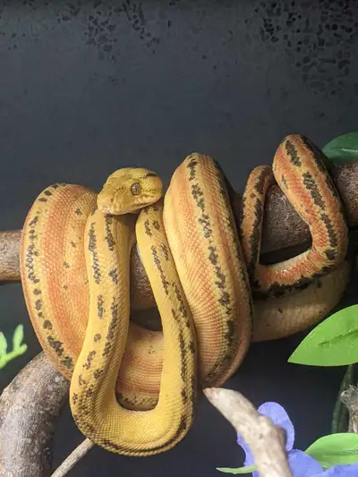 ON HOLD Amazon tree boa + terrarium, View more