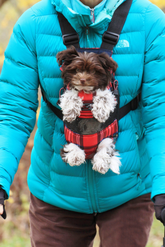 Transporteur pour petit chien dans Accessoires  à Ville de Québec