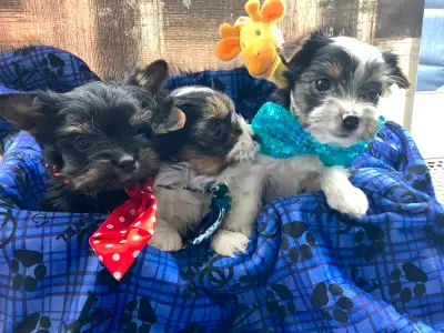 Yorkshire / biewer puppies, View more