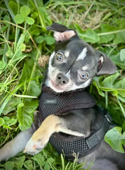 Chihuahua puppy, View more