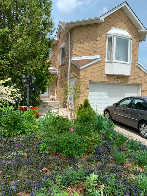 Master br In Mcmurchy/Steeles area in Brampton for rent in Long Term Rentals in Mississauga / Peel Region