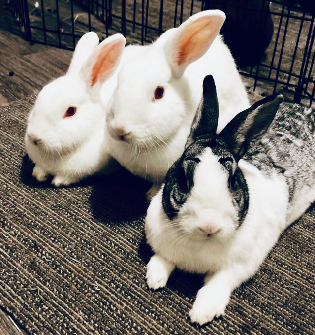 Small Pet Sitting, Overnight Bunny Boarding  in Animal & Pet Services in Calgary - Image 2