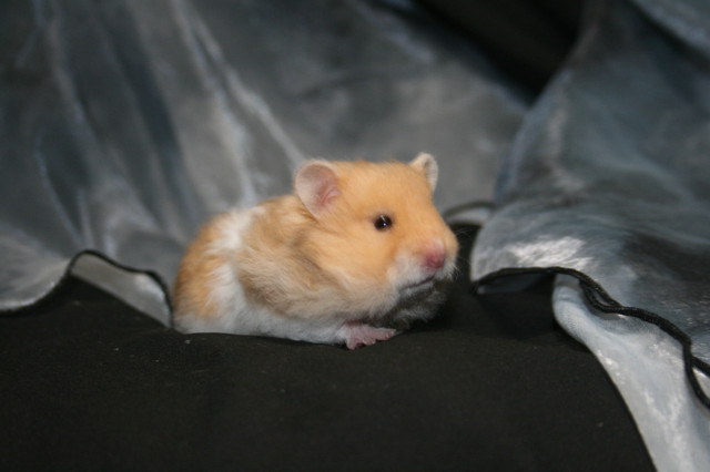 Pedigreed syrian hamsters in Small Animals for Rehoming in Burnaby/New Westminster - Image 4