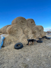 2022 Round Hay Bales