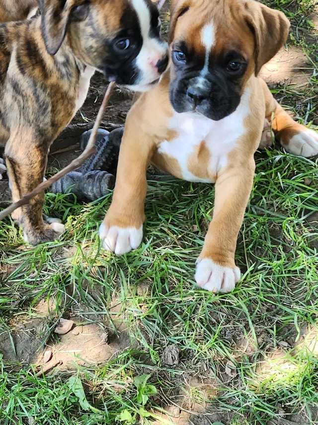 Boxer Puppies Ready to go Dogs & Puppies for Rehoming London Kijiji