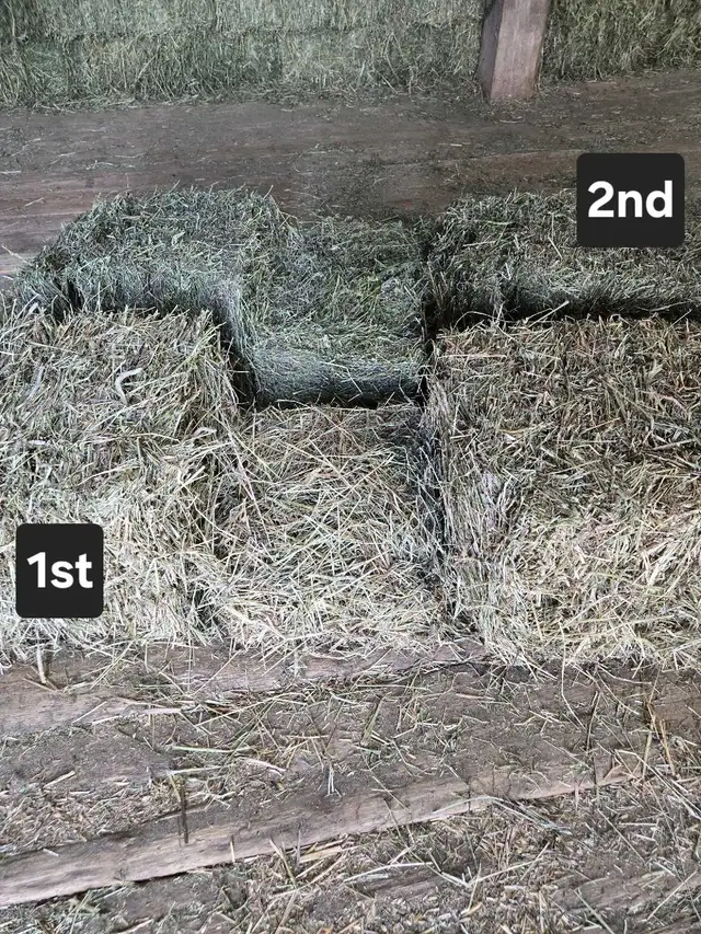 2026 Hay Small Squares 1st cut in Horses & Ponies for Rehoming in Owen Sound - Image 11