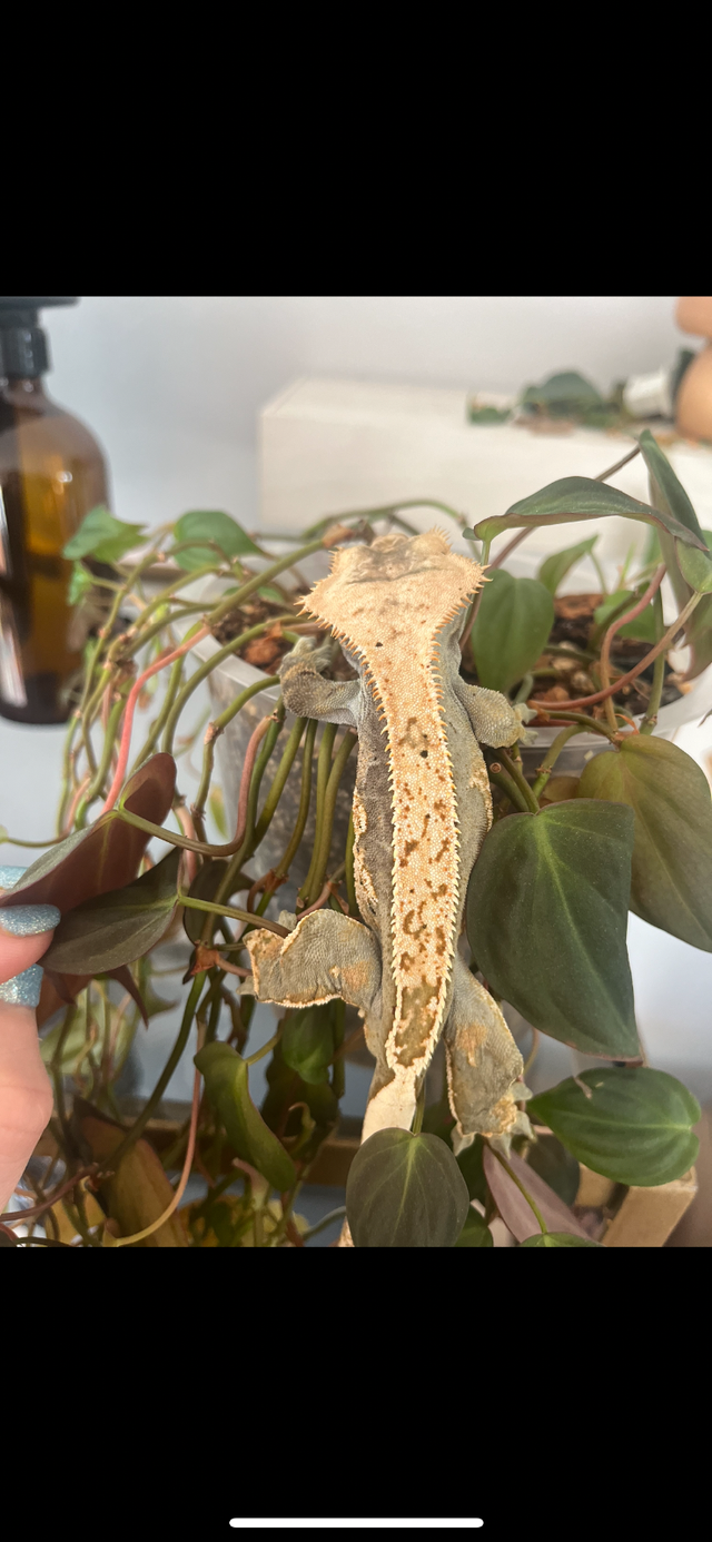 Crested gecko for sale in Reptiles & Amphibians for Rehoming in North Shore - Image 3