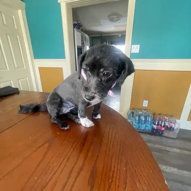 1-Year-Old Male & Female Toy Poodles  in Dogs & Puppies for Rehoming in Fort McMurray - Image 10