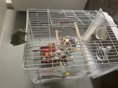 Perroquet, View more