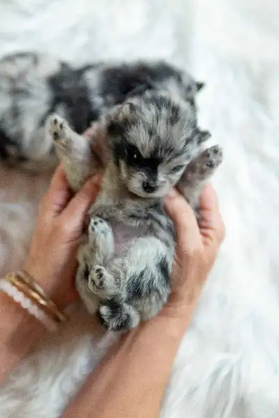 Pomeranian pure bred, View more