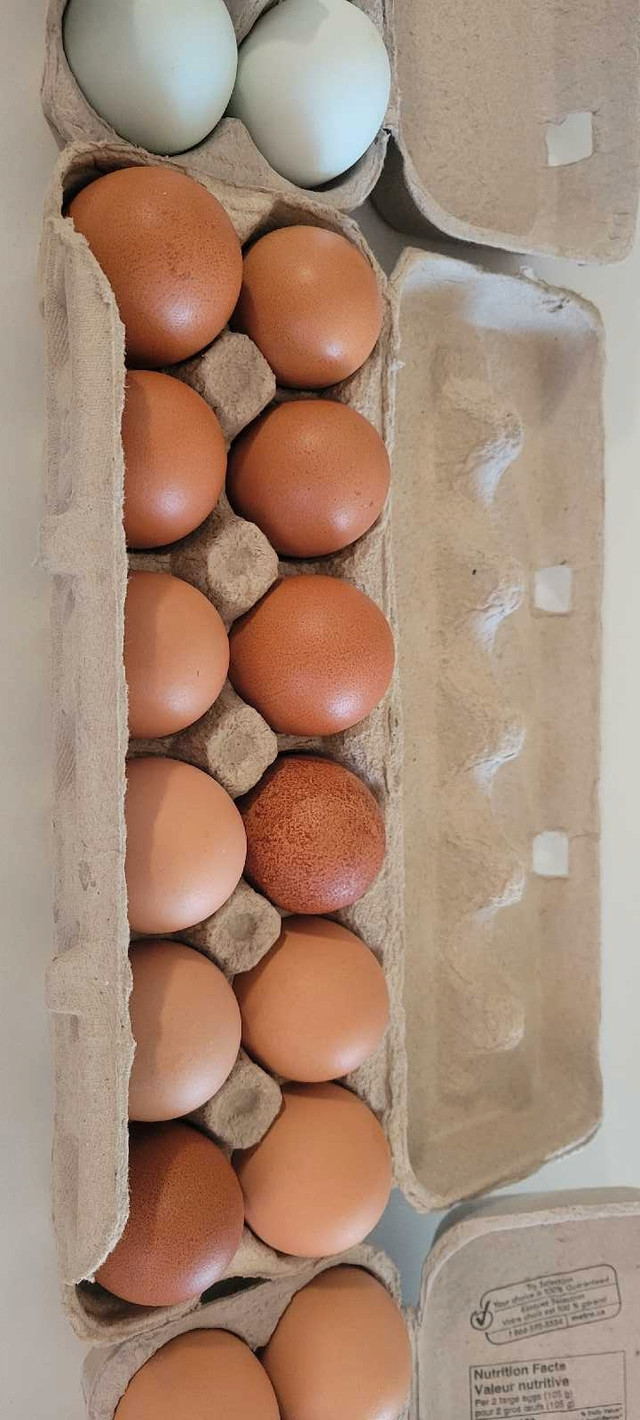 Oeufs fécondés / Fertilized eggs dans Animaux de ferme  à Ville de Montréal - Image 3