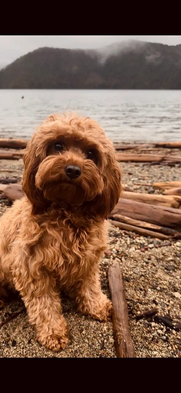 Cavapoo Girls Avaialble in Dogs & Puppies for Rehoming in Victoria - Image 4