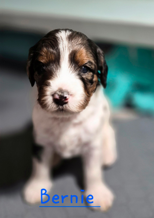 Stunning Bernedoodle Puppies  Waitlist now open in Dogs & Puppies for Rehoming in Red Deer - Image 4