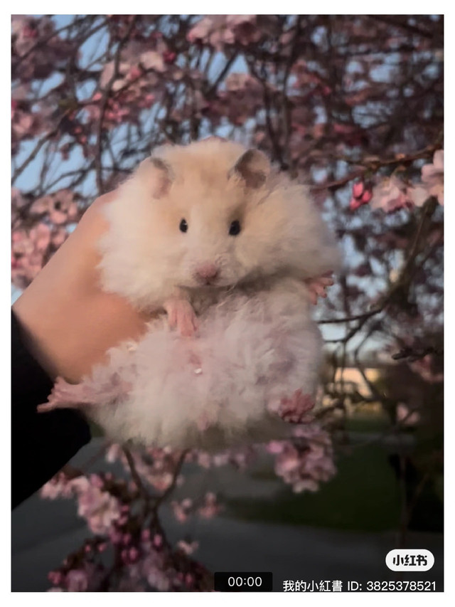 Cherry blossom hamsters in Small Animals for Rehoming in Burnaby/New Westminster - Image 4