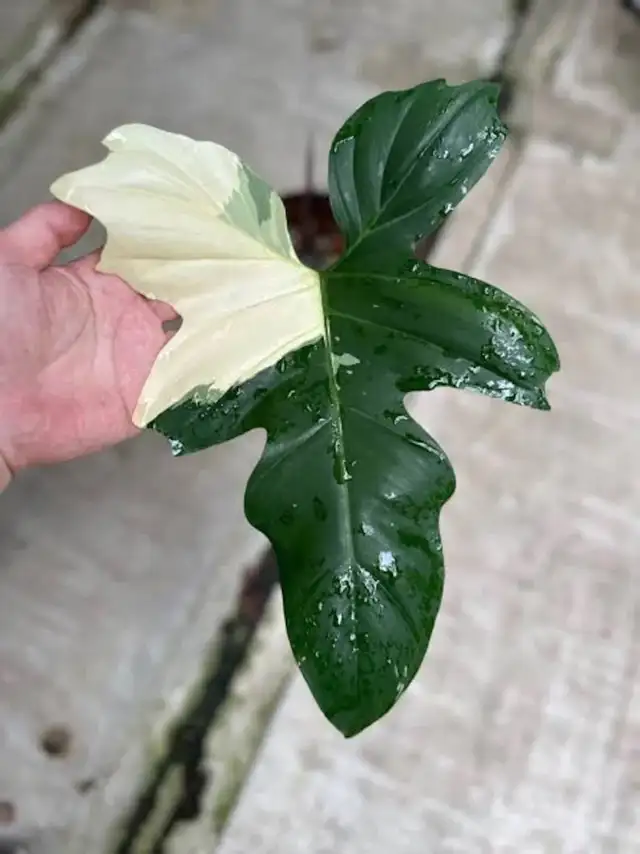 Dragon variegated philodendron -shipping62864746199938123
