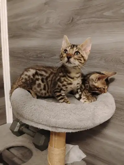 Bébé Chatons bengal a vendre mâle et femelle 450$ ch négociables, View more