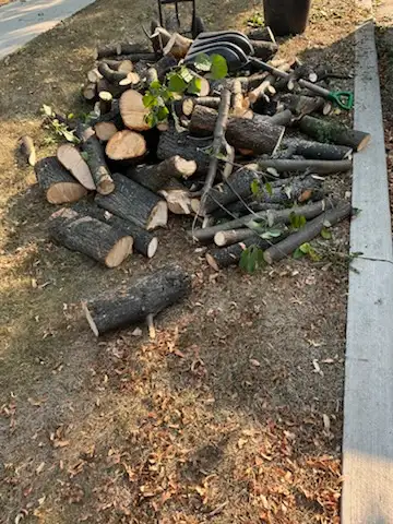 Free Linden and cherry firewood at 10 Kimberdale Scarborough, View more