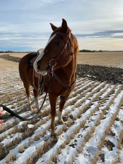 quarter horse mare , View more