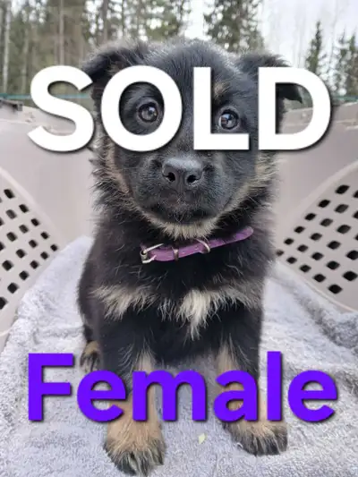 * ALL PUPPIES FOUND HOMES - PLEASE CONTACT US TO BE ON WAIT LIST FOR NEXT LITTER * 9 puppies Born Ja...