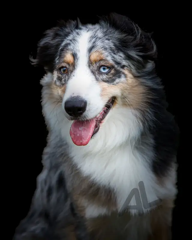 Pet Photography in Animal & Pet Services in Ottawa - Image 11