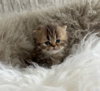 Gorgeous female persian kitten
