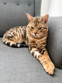 Bengal Male 1 year old
