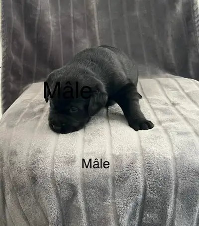 Chiots de race Labradors non croisés et non enregistrés. Ils seront vermifugés et vaccinés avec carn...