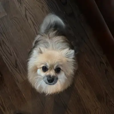Pomeranian, View more