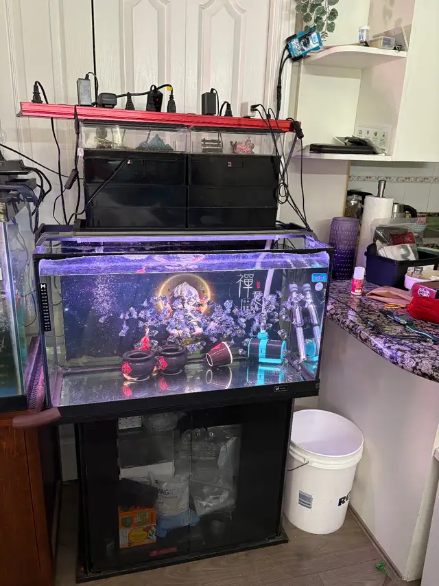 Mini parrot rehoming in Fish for Rehoming in Richmond - Image 4