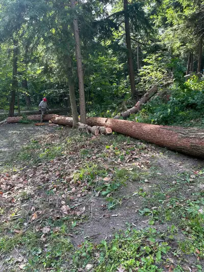 Hemlock log, View more