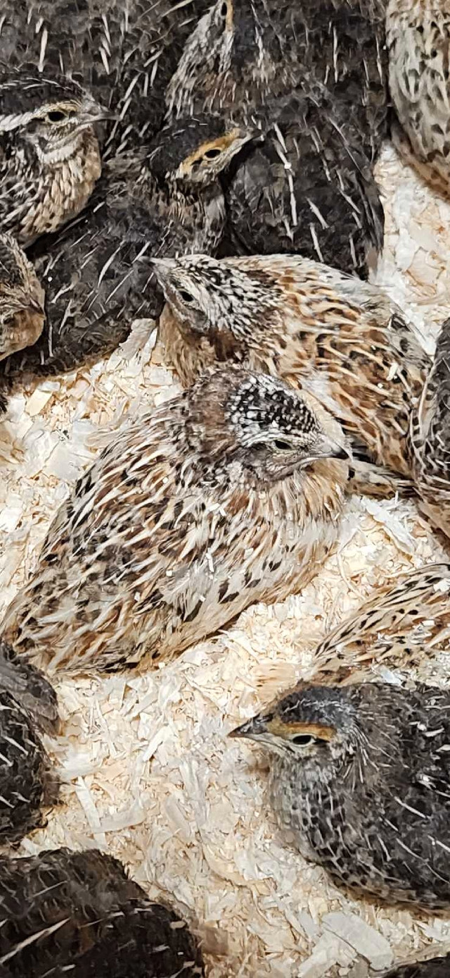 cailles pondeuse  dans Animaux de ferme  à Trois-Rivières - Image 3