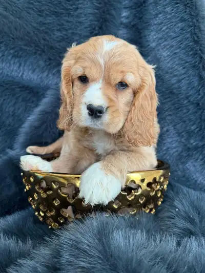 Cocker Spaniel Puppies, View more