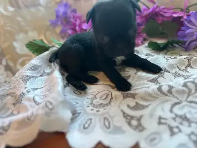 Adorable Pugs-, View more