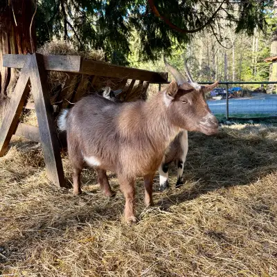 2 year old Nigerian dwarf doe, View more