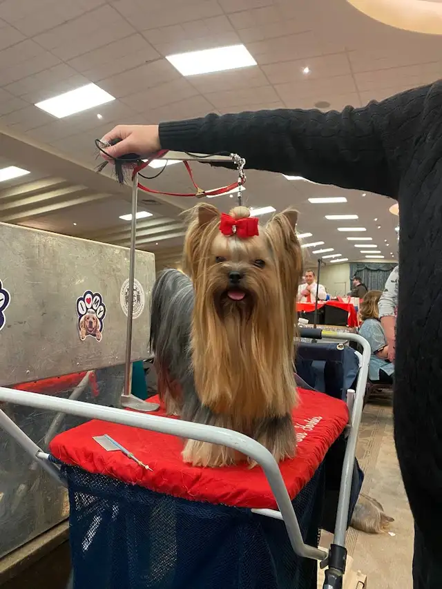 CKC Registered Yorkshire terrier puppies in Dogs & Puppies for Rehoming in City of Toronto - Image 10