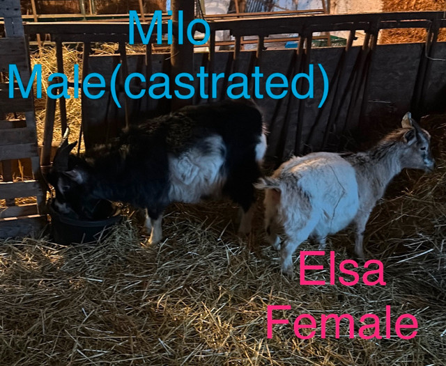 Purebred  Fainting goats and Pygmy goats for sale in Livestock in Ottawa - Image 2