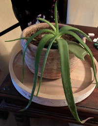 Larger Aloe Vera House Plant
