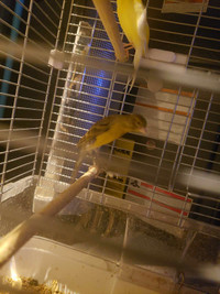 Male and female canaries + cage
