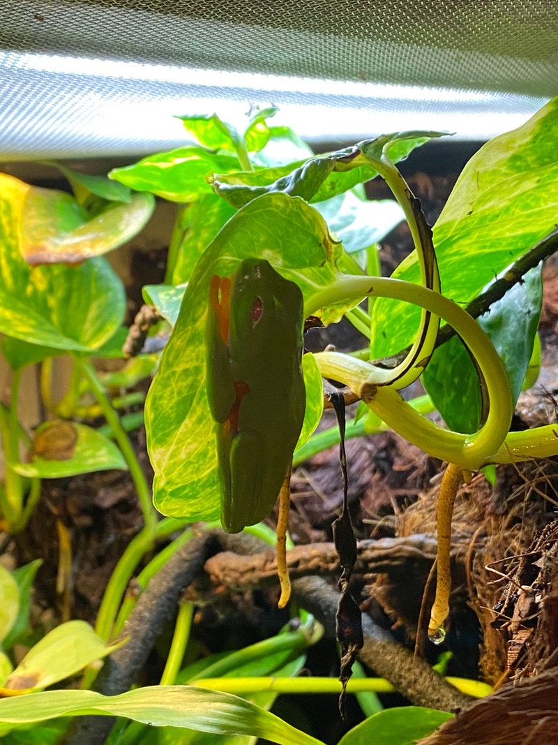 Bioactive Red Eyed Tree Frog Terrarium Reptiles & Amphibians for