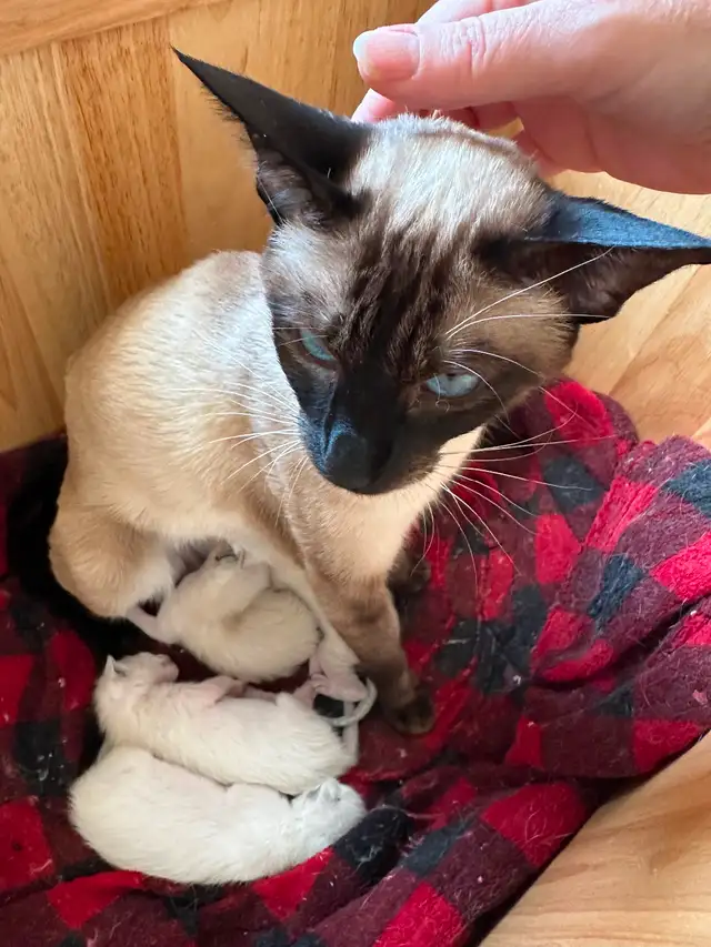 Deux Femelles siamois in Cats & Kittens for Rehoming in Saint-Hyacinthe - Image 4