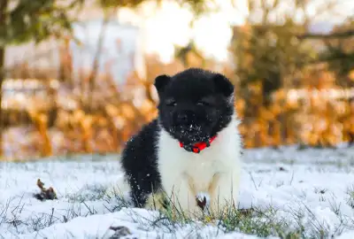 -Purebred American Akita Puppies!!-, View more