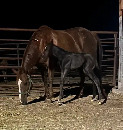 AQHA Barrel Horses Prospects Broodmares and Mares, View more